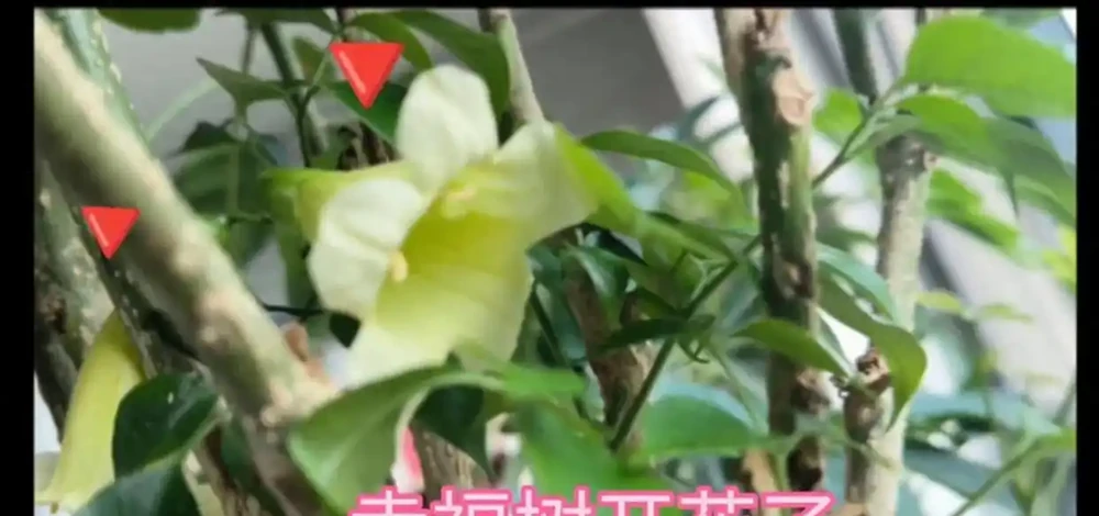 幸福樹開花竟是「富貴訊號「？做好這4點，三伏天枝頭掛滿「幸福花