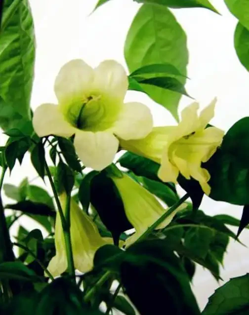幸福樹開花竟是「富貴訊號「？做好這4點，三伏天枝頭掛滿「幸福花