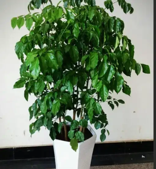 幸福樹開花竟是「富貴訊號「？做好這4點，三伏天枝頭掛滿「幸福花