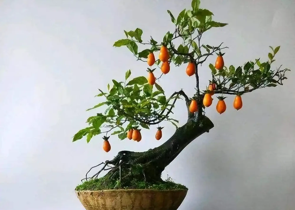 金彈子