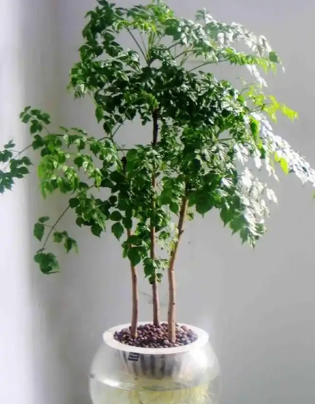 幸福樹開花竟是「富貴訊號「？做好這4點，三伏天枝頭掛滿「幸福花