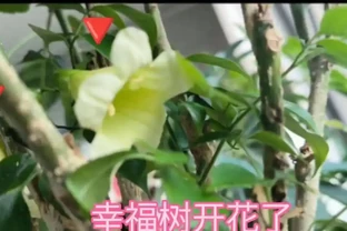 幸福樹開花竟是「富貴訊號「？做好這4點，三伏天枝頭掛滿「幸福花