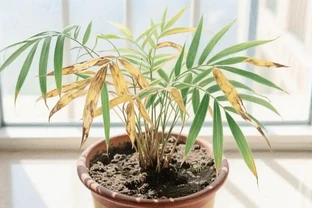 鳳尾竹葉子尖發黃乾枯怎麼辦？別扔！鳳尾竹尖乾枯發黃，5大避坑指南+8個養護細節，讓葉片重回翠綠
