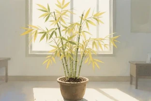 室內竹子葉子發黃怎麼補救？6大元兇+8步補救，農科院技術加持，1-2周讓翠竹復綠，每天1小時通風，新手也能會