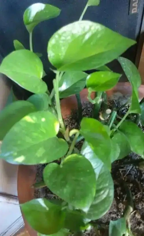 黃金葛黃斑自救指南:4步讓葉片重歸油綠