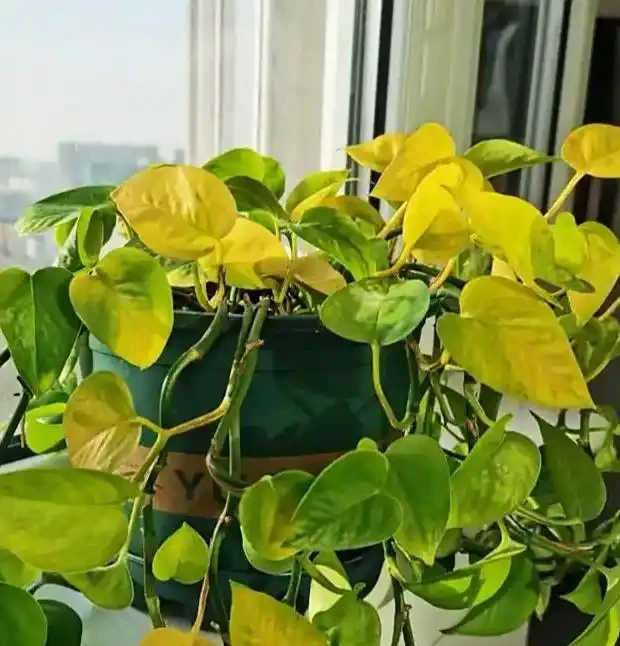 黃金葛黃斑自救指南:4步讓葉片重歸油綠