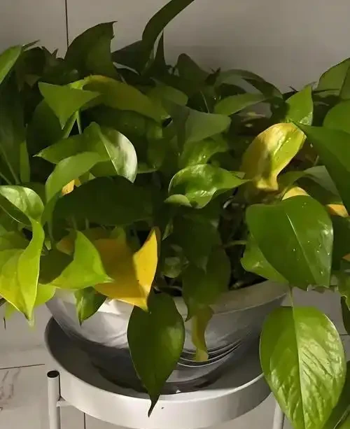 黃金葛黃斑自救指南:4步讓葉片重歸油綠