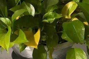 黃金葛黃斑自救指南：4步讓葉片重歸油綠