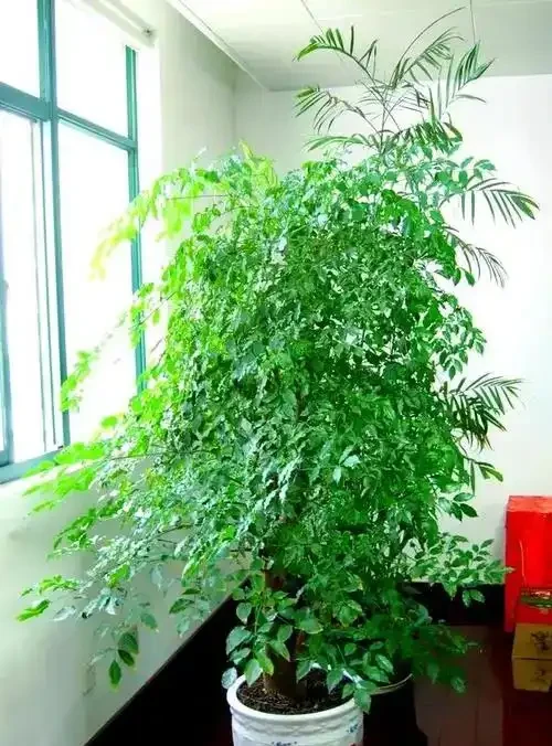 幸福樹幹枯掉葉自救指南:5步拯救「瀕危」綠植