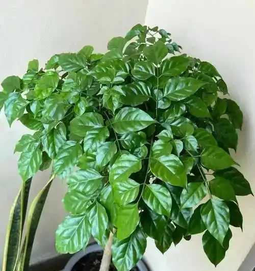 幸福樹幹枯掉葉自救指南:5步拯救「瀕危」綠植