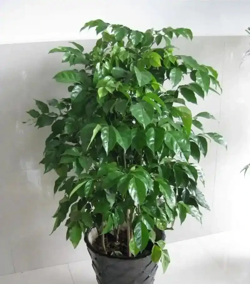 幸福樹幹枯掉葉自救指南:5步拯救「瀕危」綠植