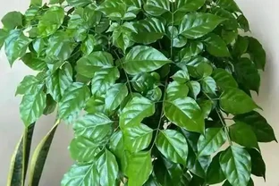 幸福樹幹枯掉葉自救指南：5步拯救「瀕危」綠植