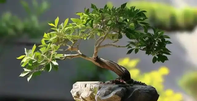 木樨盆景為啥總掉葉子?可能是這個習慣害的