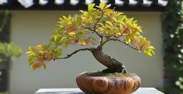 木樨盆景為啥總掉葉子?可能是這個習慣害的