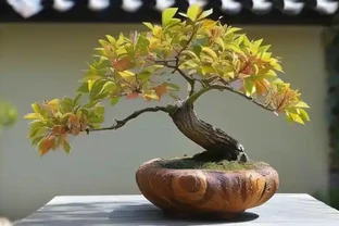 木樨盆景為啥總掉葉子？可能是這個習慣害的