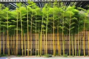 竹子葉子發黃怎麼辦？老花農教你三個急救小妙招