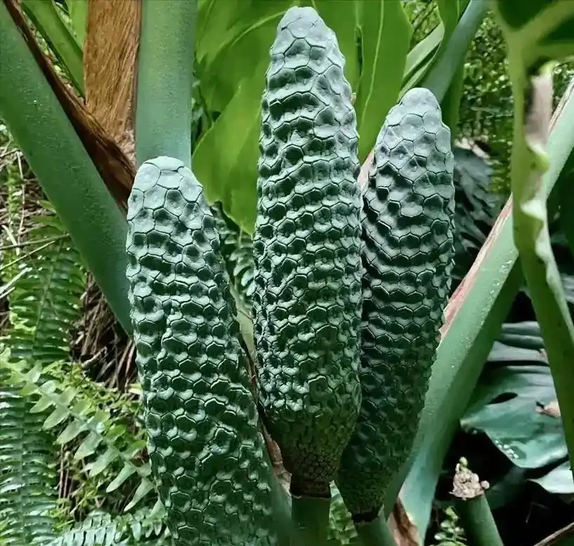 龜背芋9月別亂養!老花友泣血總結5大坑,踩一個新葉全完蛋!