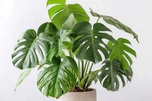 龜背芋9月別亂養！老花友泣血總結5大坑，踩一個新葉全完蛋！