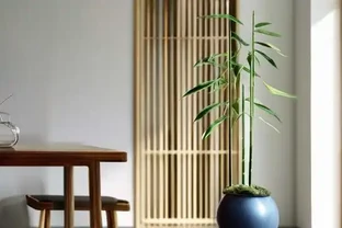 萬年竹莖杆發軟怎麼救 緊急處理辦法要記牢