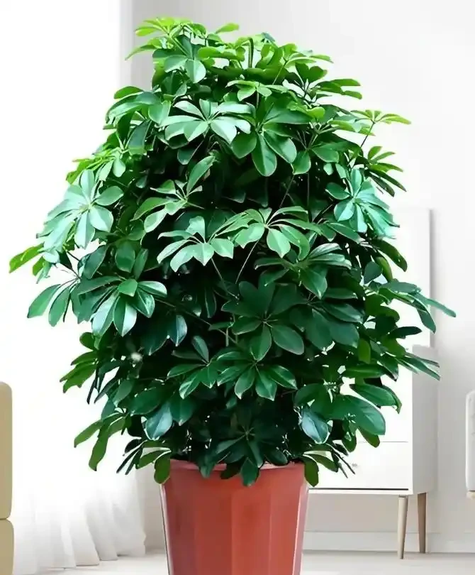 鵝掌藤怎麼養?喜陰還是喜陽?學會這3招,新手也能養好鵝掌藤