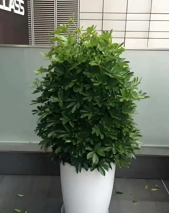 鵝掌藤怎麼養?喜陰還是喜陽?學會這3招,新手也能養好鵝掌藤