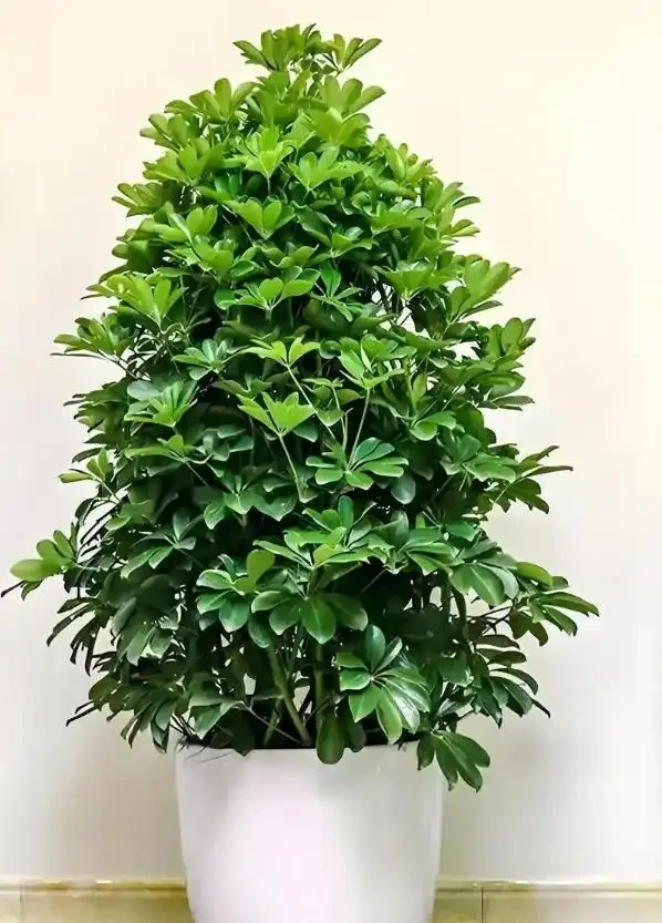 鵝掌藤怎麼養?喜陰還是喜陽?學會這3招,新手也能養好鵝掌藤