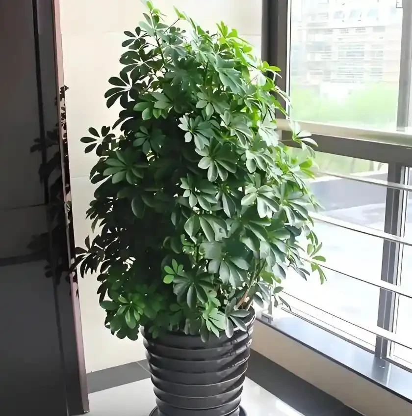 鵝掌藤怎麼養?喜陰還是喜陽?學會這3招,新手也能養好鵝掌藤