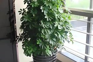 鵝掌藤怎麼養？喜陰還是喜陽？學會這3招，新手也能養好鵝掌藤