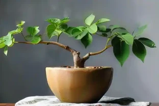 九重葛突然掉葉子怎麼回事 這些原因要排查
