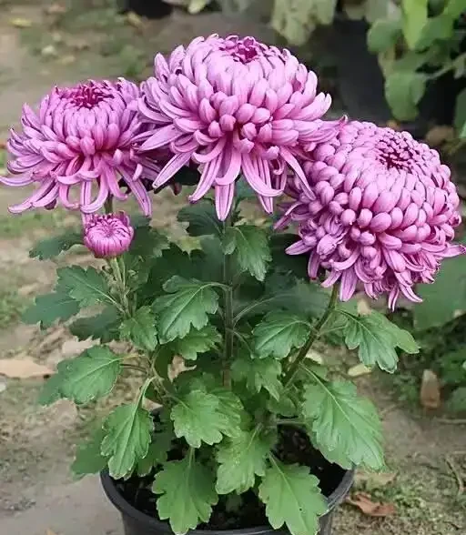 菊花養護通用指南,從穴盆小苗快速養到開花