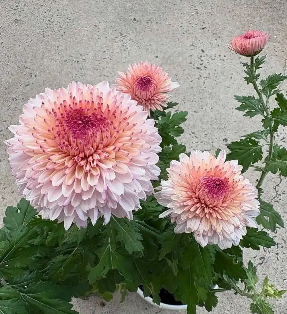 菊花養護通用指南,從穴盆小苗快速養到開花