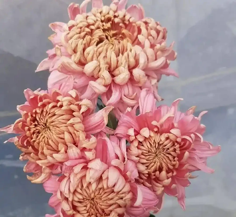 菊花養護通用指南,從穴盆小苗快速養到開花