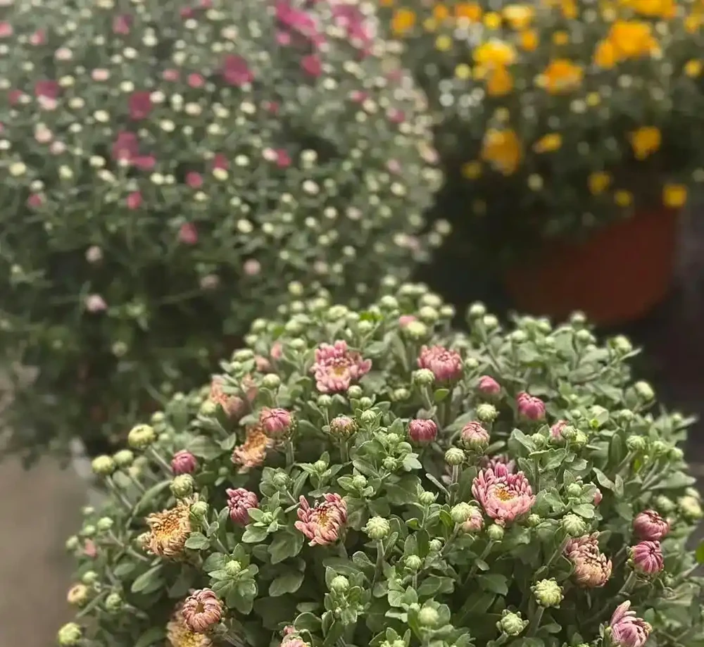 菊花養護通用指南,從穴盆小苗快速養到開花