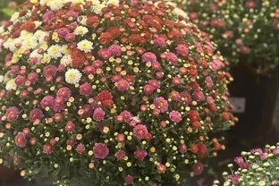 菊花養護通用指南，從穴盆小苗快速養到開花