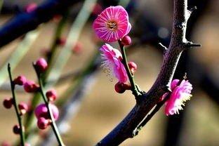 北方十大凍不死花樹全攻略：零下30℃開花指南，附養護秘籍