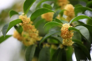 木樨想年年爆花，掌握「3個關鍵」，秋施腐熟肥，花量多到壓彎枝