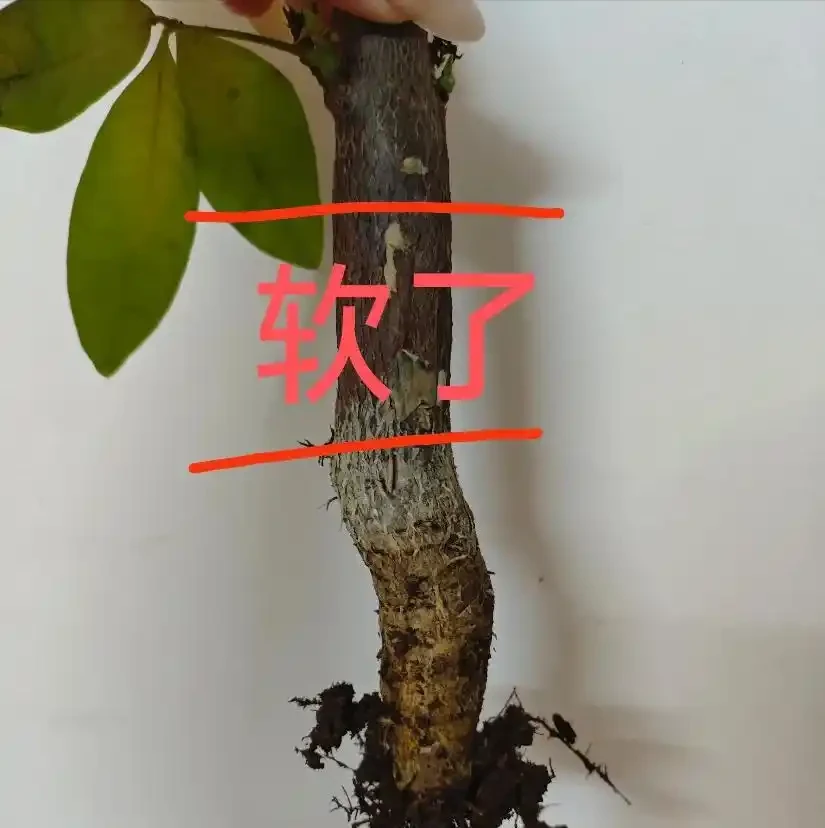 發財樹黃葉、黑斑,趕緊這麼搶救,10天恢復綠油油