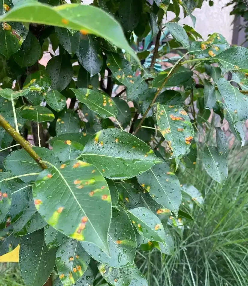 發財樹黃葉、黑斑,趕緊這麼搶救,10天恢復綠油油