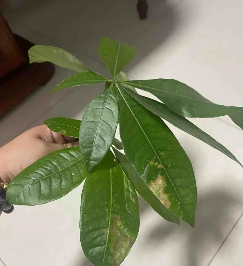 發財樹黃葉、黑斑,趕緊這麼搶救,10天恢復綠油油