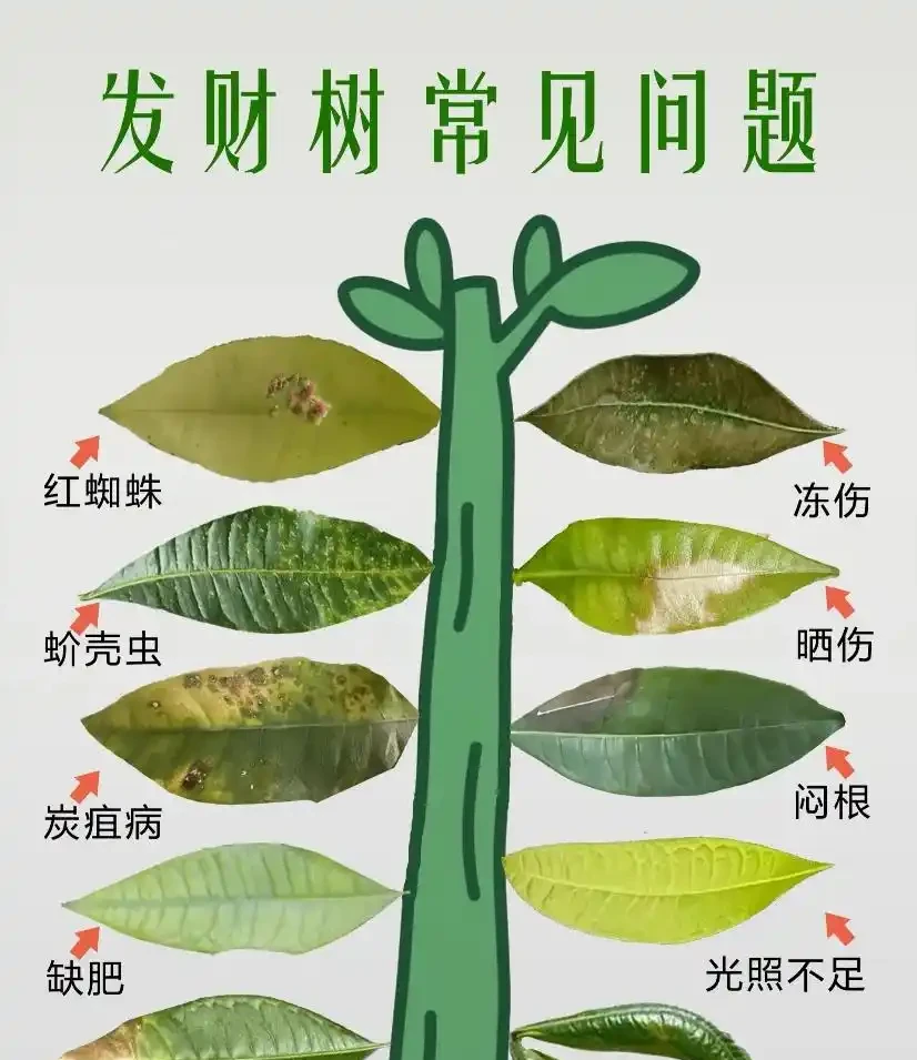 發財樹黃葉、黑斑,趕緊這麼搶救,10天恢復綠油油