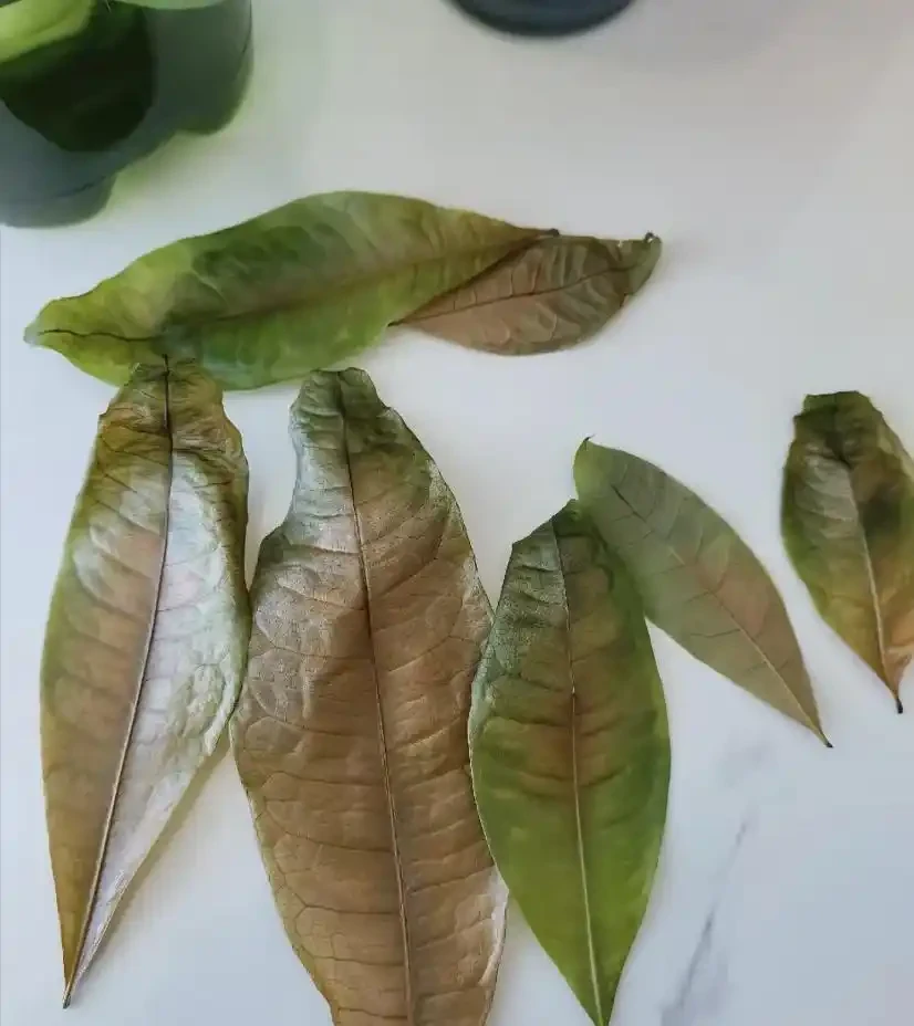 發財樹黃葉、黑斑,趕緊這麼搶救,10天恢復綠油油