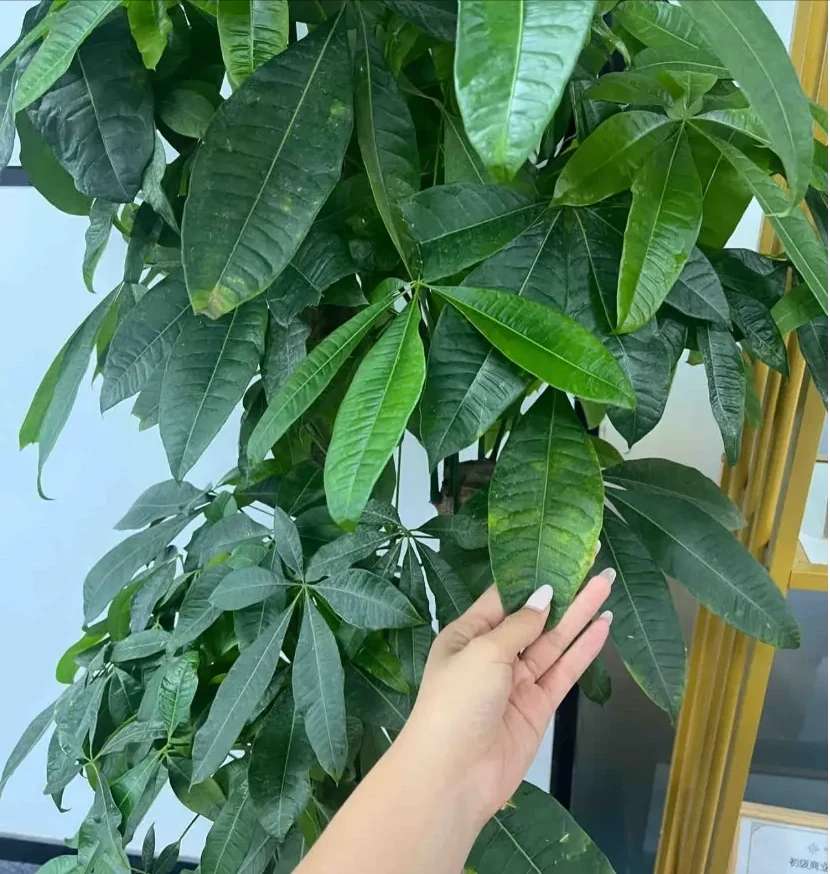發財樹黃葉、黑斑,趕緊這麼搶救,10天恢復綠油油
