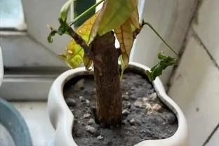 發財樹黃葉、黑斑，趕緊這麼搶救，10天恢復綠油油