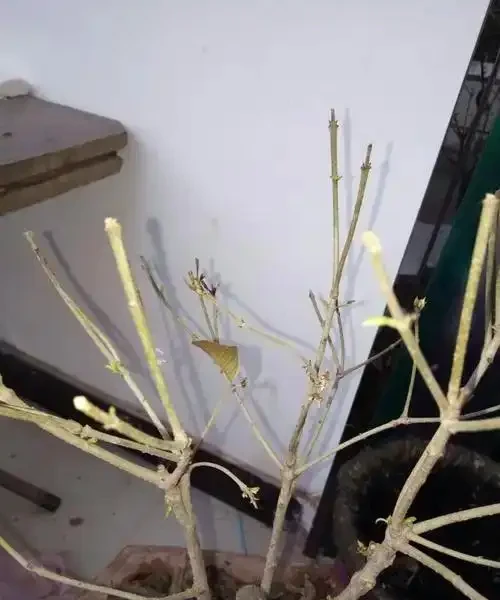 木樨嫩芽乾枯自救指南:4招讓新芽「起死回生」