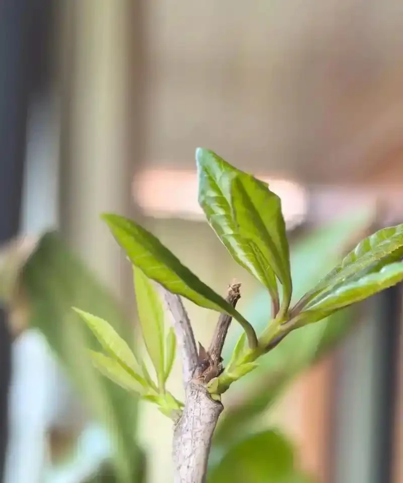 木樨嫩芽乾枯自救指南:4招讓新芽「起死回生」