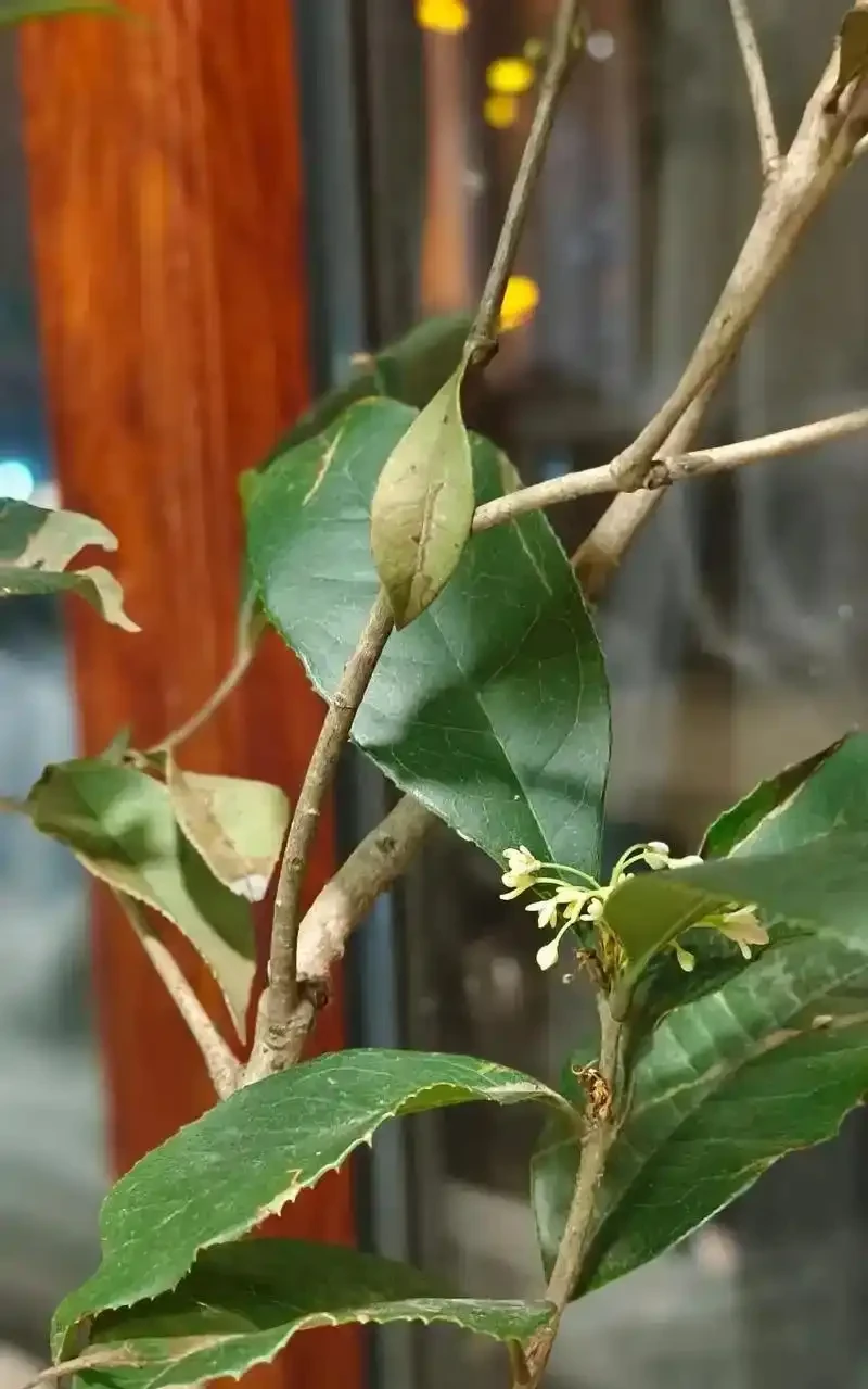 木樨嫩芽乾枯自救指南:4招讓新芽「起死回生」