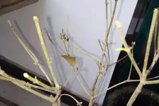 木樨嫩芽乾枯自救指南：4招讓新芽「起死回生」