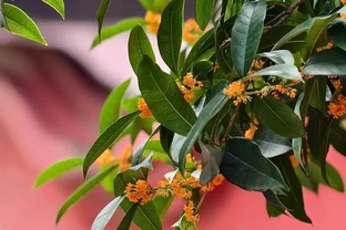 木樨樹光剩杆不發芽？3 步救回「枯木」，資深花友私藏養護秘籍全公開