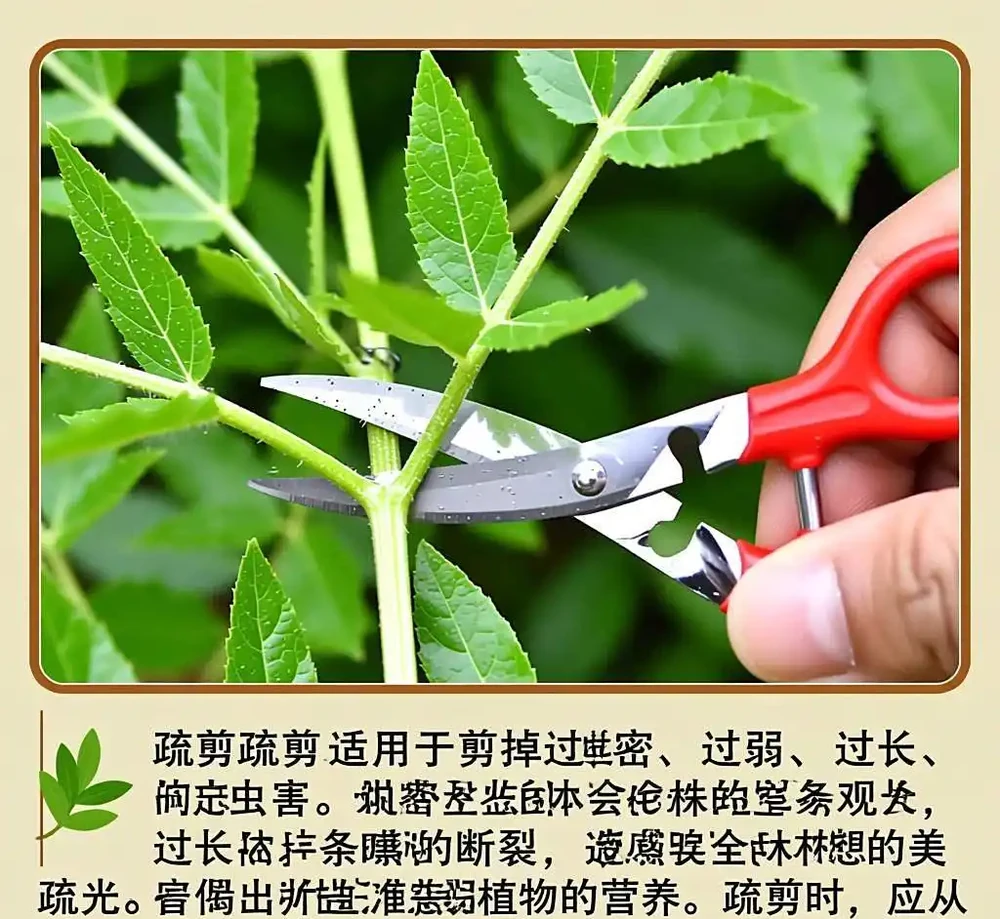 發財樹過高別擔心！3步修剪法+科學養護指南，輕鬆控高美家居