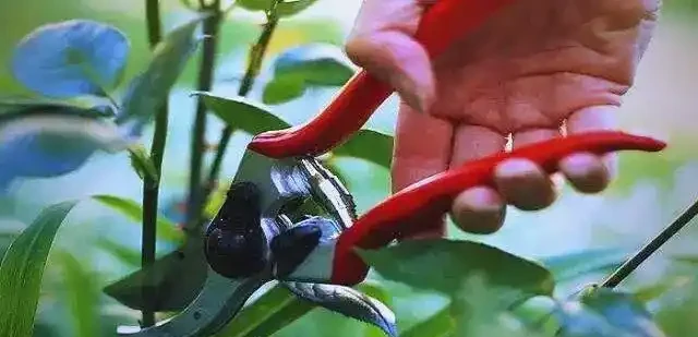 冬季玫瑰修剪方法詳解:促進健康生長的秘訣
